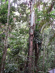 079 Kuranda